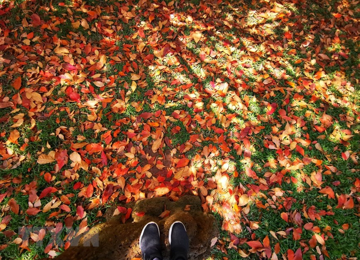 Ảnh: Con đường lá vàng đẹp ngất ngây tại Đại học Sư phạm Hà Nội - 3