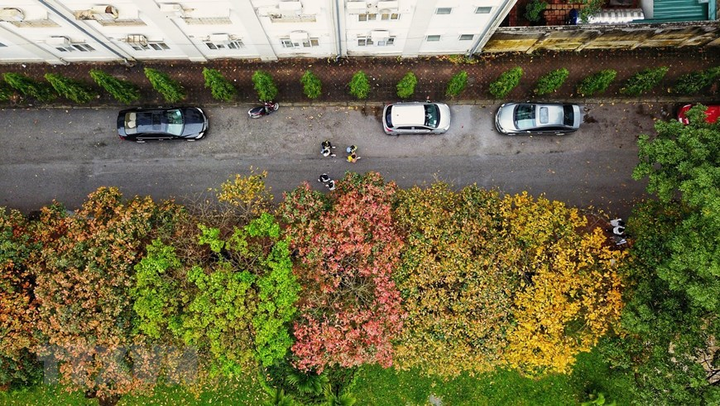 Ảnh: Con đường lá vàng đẹp ngất ngây tại Đại học Sư phạm Hà Nội - 5