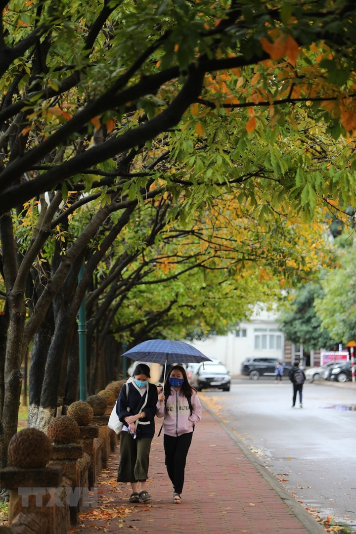 Ảnh: Con đường lá vàng đẹp ngất ngây tại Đại học Sư phạm Hà Nội - 7