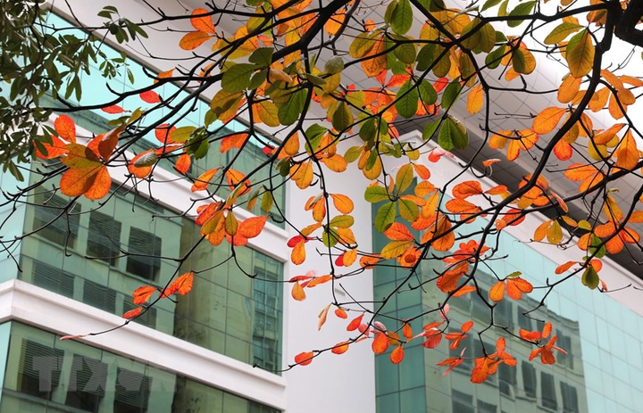 Ảnh: Con đường lá vàng đẹp ngất ngây tại Đại học Sư phạm Hà Nội - 8