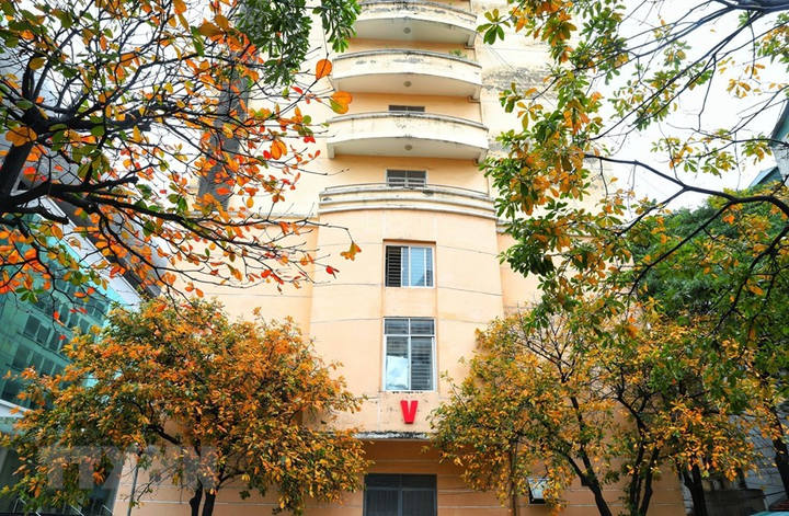 Ảnh: Con đường lá vàng đẹp ngất ngây tại Đại học Sư phạm Hà Nội - 9