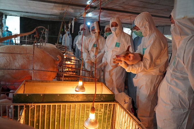 Yêu cầu 17 tập đoàn, doanh nghiệp lớn hạ giá lợn - 1