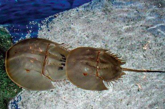 Cháu bé 8 tuổi thiệt mạng sau khi ăn sam biển - 1