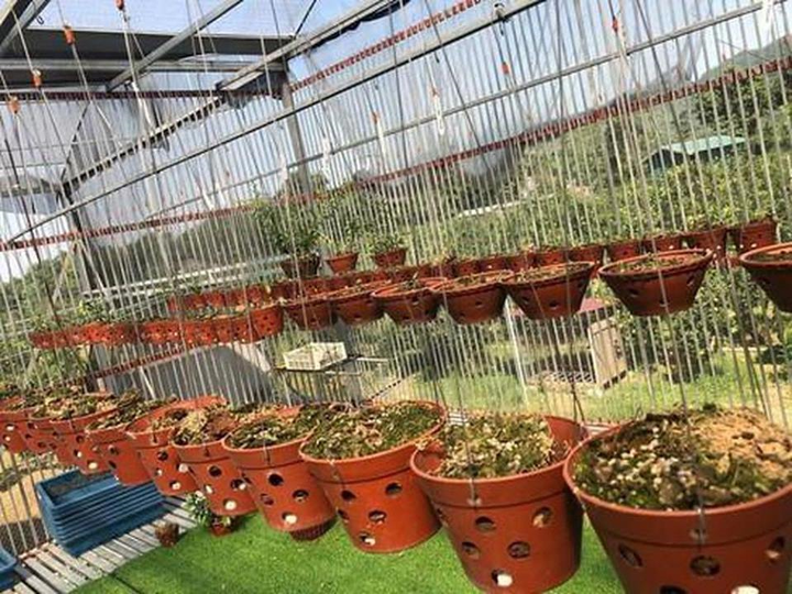 Khởi tố nhóm nghiện ma túy trộm vườn lan hơn 4,5 tỷ đồng - 1