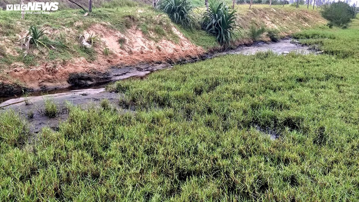 Dân sống cạnh hồ nuôi tôm hôi thối: 'Chúng tôi chịu hết nổi rồi' - 7