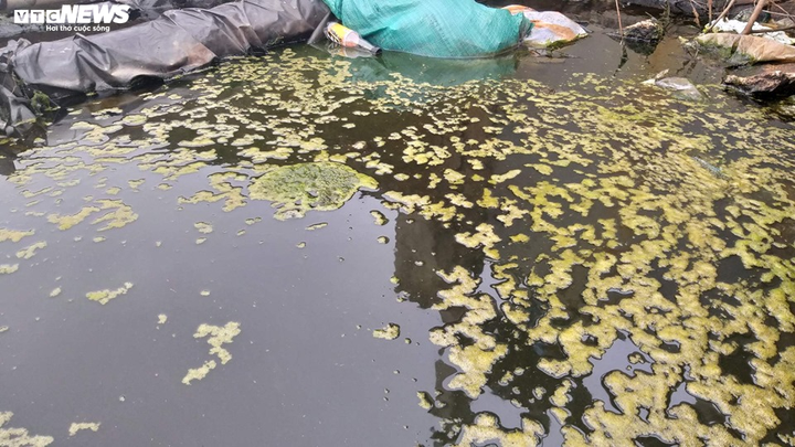 Dân sống cạnh hồ nuôi tôm hôi thối: 'Chúng tôi chịu hết nổi rồi' - 2