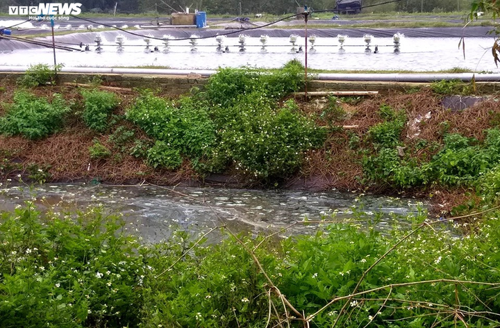 Dân sống cạnh hồ nuôi tôm hôi thối: 'Chúng tôi chịu hết nổi rồi' - 9