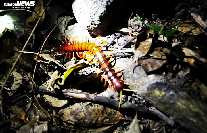 Trắng đêm theo chân thợ săn cua đá trên đảo Cù Lao Chàm - 5