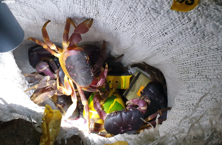 Trắng đêm theo chân thợ săn cua đá trên đảo Cù Lao Chàm - 4