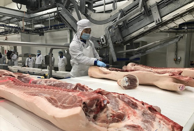 Giá lợn hơi khó xuống 70.000 đồng/kg? - 1