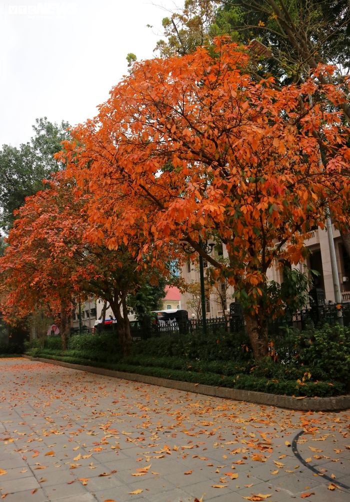 Hà Nội đỏ rực, vắng lặng, đẹp lạ kỳ như giữa mùa thu Âu châu - 8