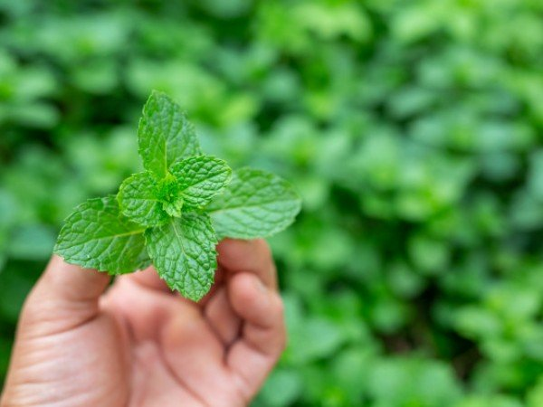 Những thực phẩm gây ợ nóng bạn nên hạn chế sử dụng - 3