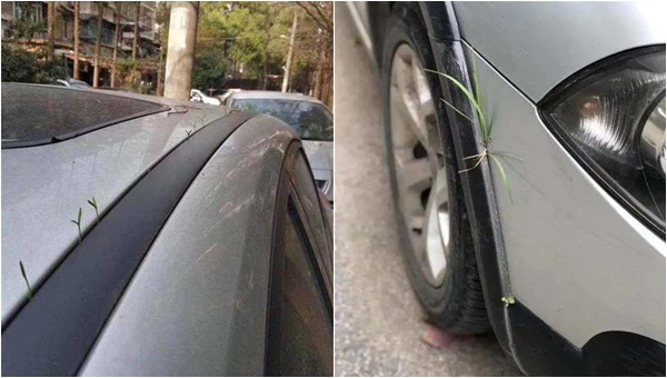 Chiếc ô tô 'mọc mầm' ở Vũ Hán - 1