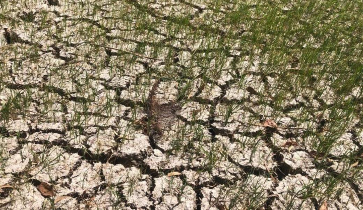 Chuyên gia: Hạn mặn khốc liệt ở ĐBSCL có thể dự báo trước nhiều tháng - 1