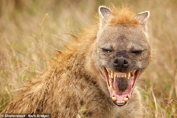 Bí ẩn 'quái thú' lang thang khắp thế giới cùng những loài người khác - 1