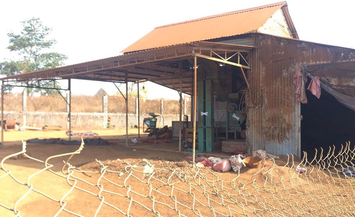 Gia Lai: Dân điêu đứng khi chủ cơ sở thu mua cà phê bỏ trốn - 1