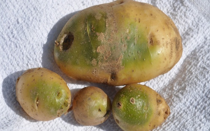 Dấu hiệu cảnh báo thực phẩm phải bỏ đi - 2