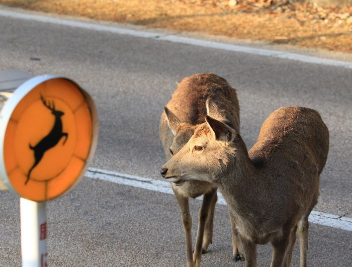 Người dân trốn dịch trong nhà, động vật 'xâm chiếm' đường phố - 2