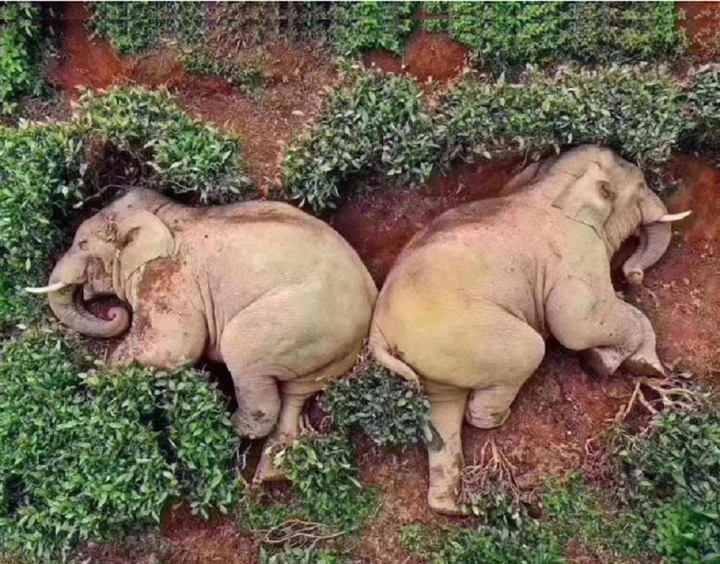 Sự thật bức ảnh cặp voi uống 30 lít rượu, ngủ gục trên đồi chè - 1