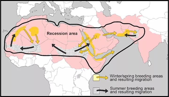 Đại dịch châu chấu đe dọa an ninh lương thực 25 triệu dân toàn cầu - 1