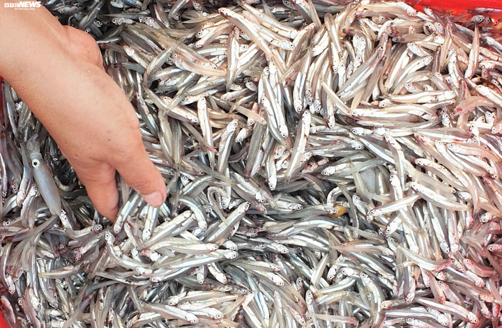 Trúng đậm cá cơm, ngư dân Quảng Nam bỏ túi bạc triệu mỗi đêm - 5