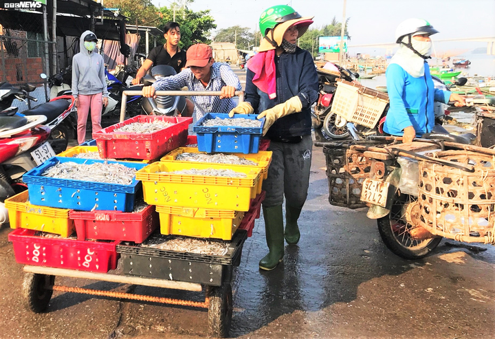 Trúng đậm cá cơm, ngư dân Quảng Nam bỏ túi bạc triệu mỗi đêm - 6