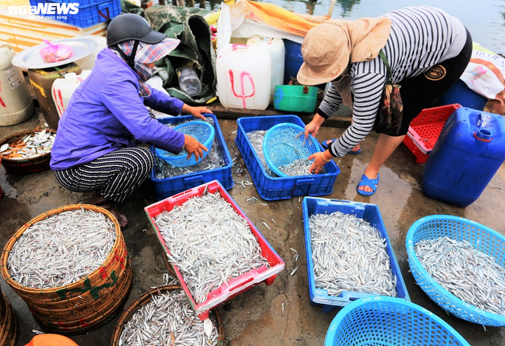 Trúng đậm cá cơm, ngư dân Quảng Nam bỏ túi bạc triệu mỗi đêm - 9