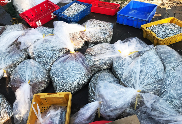 Trúng đậm cá cơm, ngư dân Quảng Nam bỏ túi bạc triệu mỗi đêm - 2