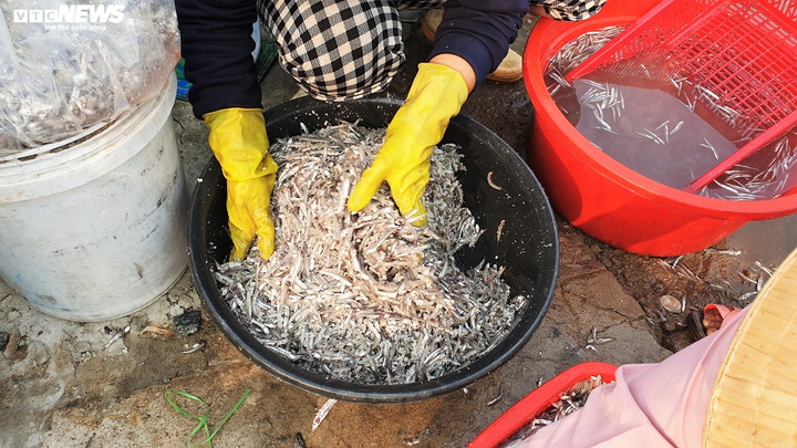 Trúng đậm cá cơm, ngư dân Quảng Nam bỏ túi bạc triệu mỗi đêm - 10