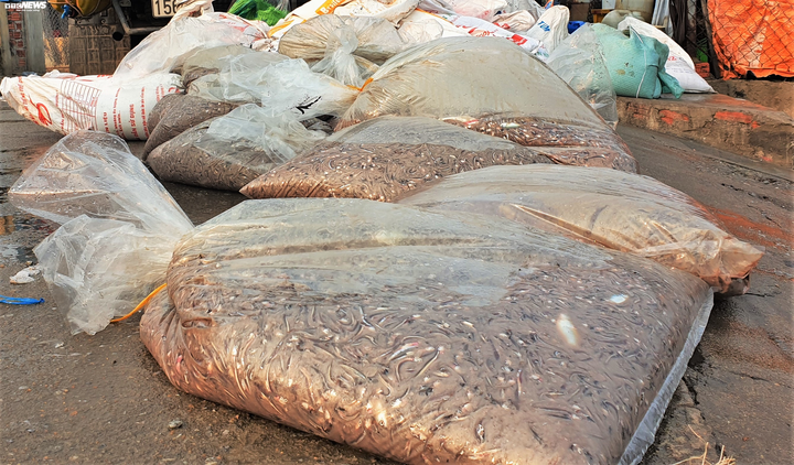 Trúng đậm cá cơm, ngư dân Quảng Nam bỏ túi bạc triệu mỗi đêm - 8