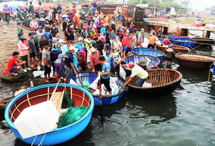 Trúng đậm cá cơm, ngư dân Quảng Nam bỏ túi bạc triệu mỗi đêm - 11
