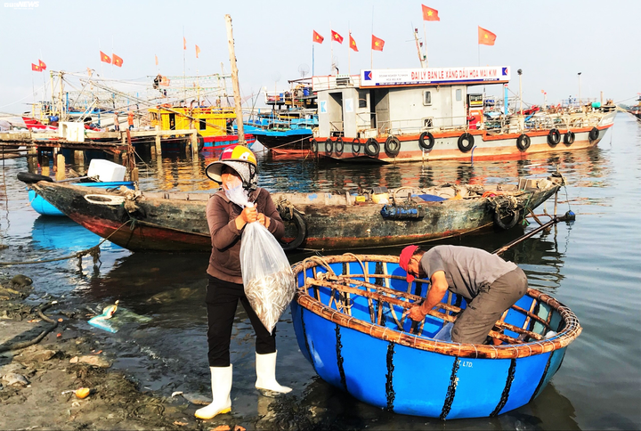 Trúng đậm cá cơm, ngư dân Quảng Nam bỏ túi bạc triệu mỗi đêm - 4