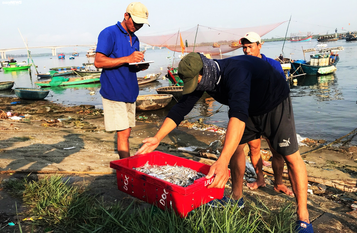 Trúng đậm cá cơm, ngư dân Quảng Nam bỏ túi bạc triệu mỗi đêm - 7
