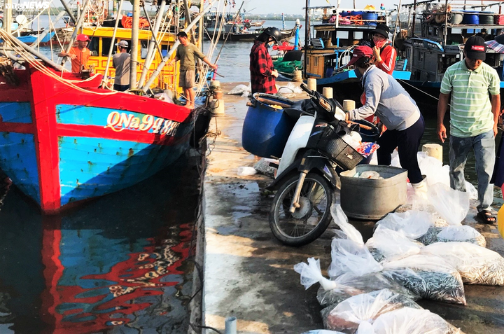 Trúng đậm cá cơm, ngư dân Quảng Nam bỏ túi bạc triệu mỗi đêm - 3
