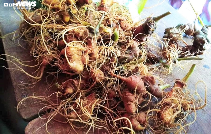 Phòng chống Covid-19, chợ sâm Ngọc Linh chuyển sang bán online - 2