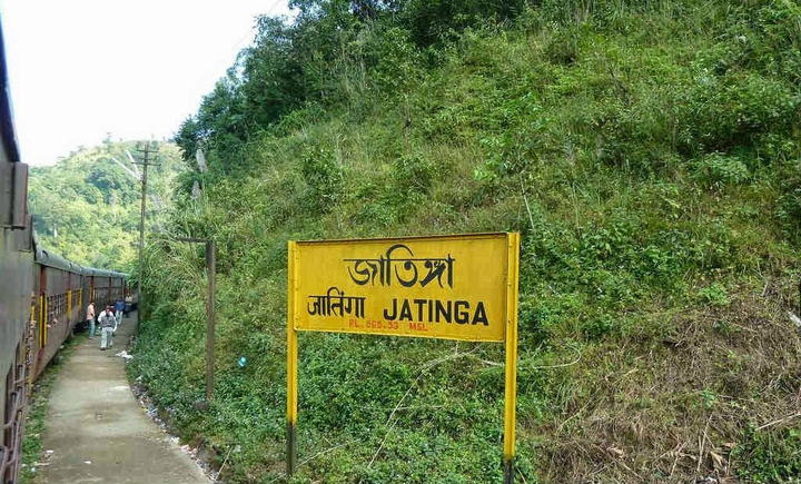 Bí mật vùng đất khiến hàng ngàn con chim đua nhau tự sát - 1