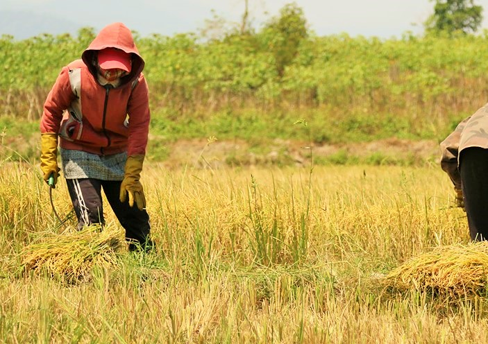Hàng ngàn hecta hoa màu ở Tây Nguyên sắp 'chết khát' - 1