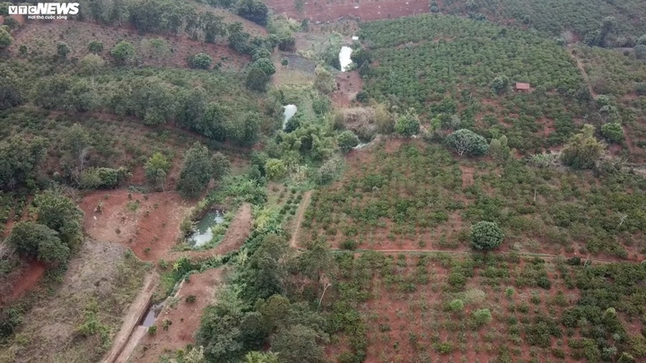 Ảnh: Hồ thủy lợi trơ đáy, nông dân Đắk Lắk còng lưng kéo ống nước về rẫy - 10