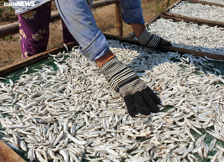 Ảnh: Làng nghề hấp cá ở Bình Minh tất bật vào vụ - 11