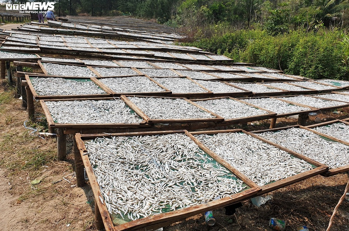 Ảnh: Làng nghề hấp cá ở Bình Minh tất bật vào vụ - 12