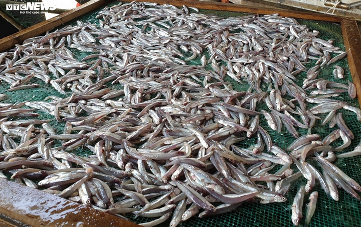 Ảnh: Làng nghề hấp cá ở Bình Minh tất bật vào vụ - 4