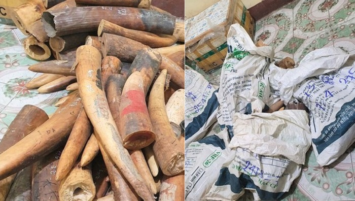 Bắt xe tải chở hơn 2 tạ ngà voi từ Nghệ An ra Hà Nội tiêu thụ - 1