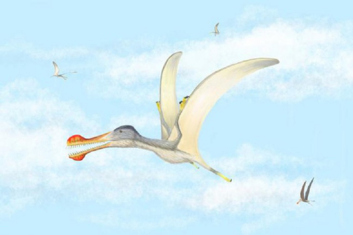 Phát hiện 3 loài bò sát biết bay ở Sahara - 1