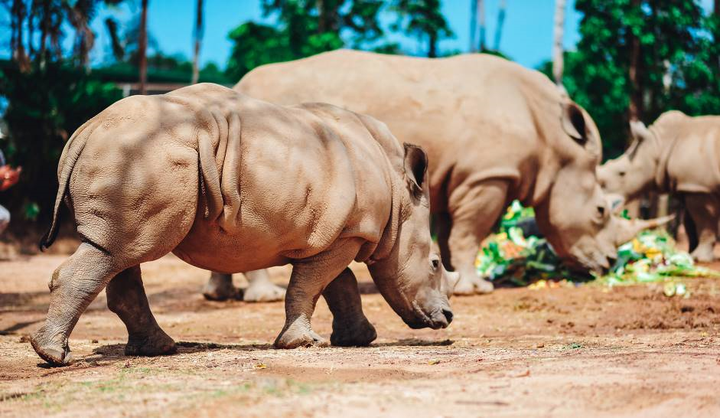 Tê giác trắng châu Phi nặng hơn 60kg vừa chào đời tại Vinpearl Safari - 5