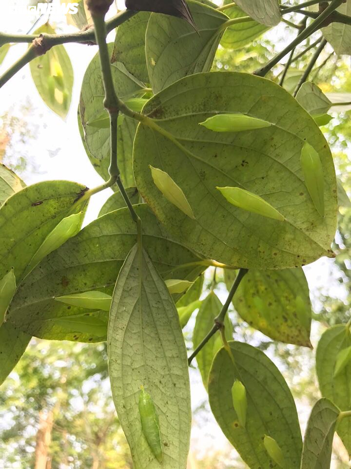 Cận cảnh chuyến săn sâu muồng đặc sản của người Ê Đê - 8