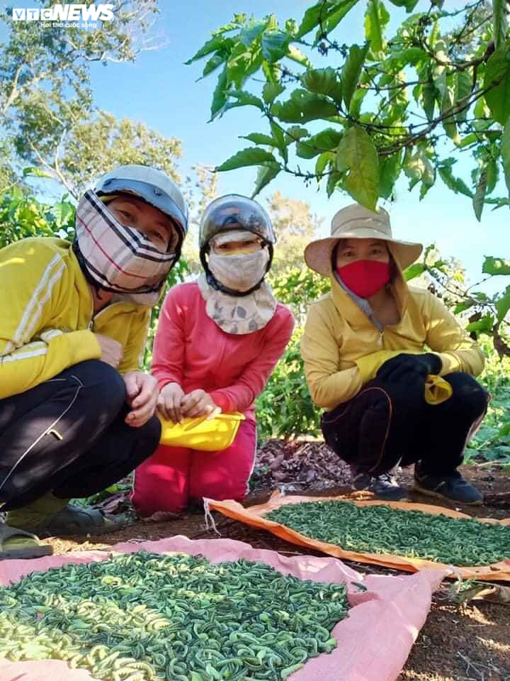 Cận cảnh chuyến săn sâu muồng đặc sản của người Ê Đê - 11