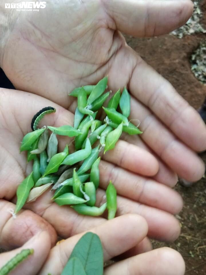 Cận cảnh chuyến săn sâu muồng đặc sản của người Ê Đê - 10