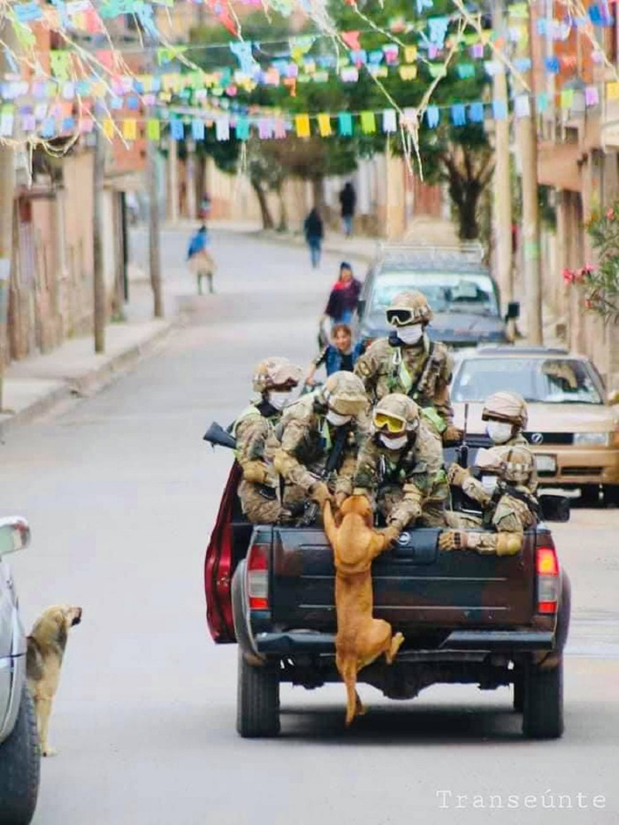 Sự thật bức ảnh chú chó chạy theo đoàn xe tuần tra chống dịch - 3