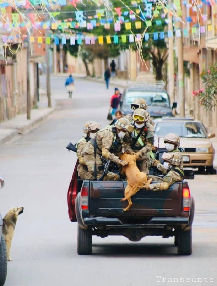 Sự thật bức ảnh chú chó chạy theo đoàn xe tuần tra chống dịch - 4