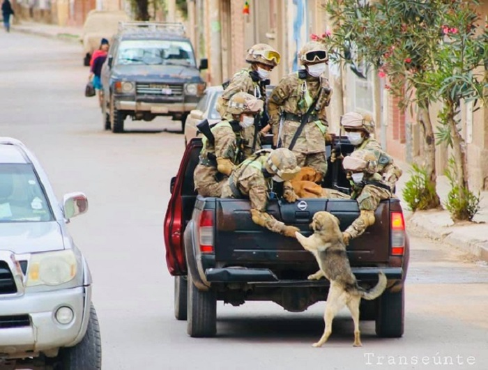 Sự thật bức ảnh chú chó chạy theo đoàn xe tuần tra chống dịch - 5